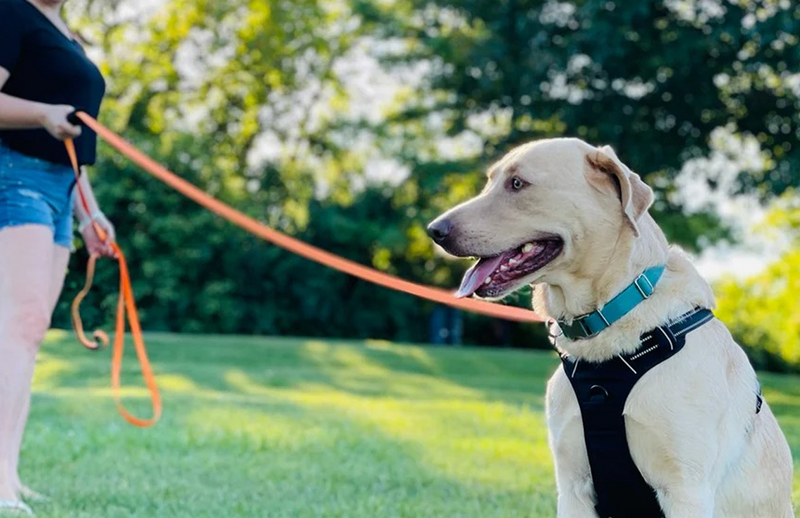 Dog Lead Detail