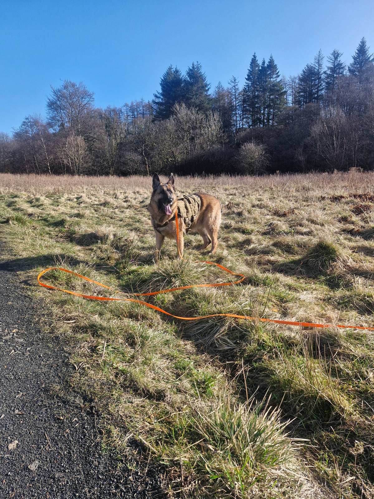 5/10/15/20/30m Waterproof Long Line Dog Lead for Obedience and Recall Training – Total Pet