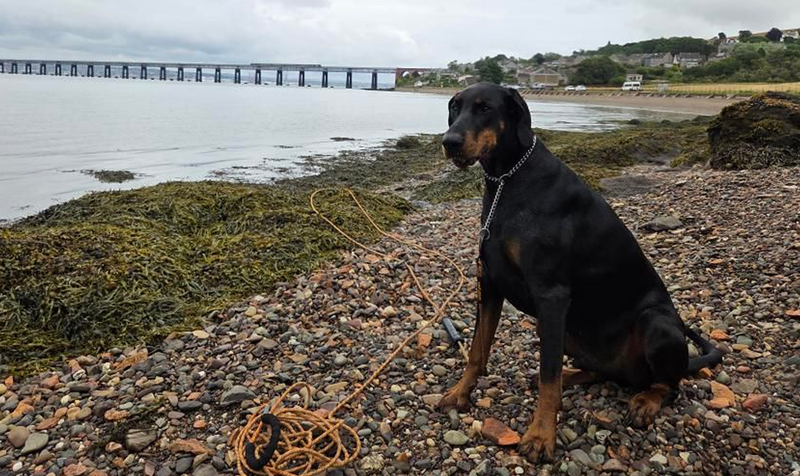 LONG LINE DOG LEAD