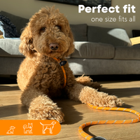 Rope Slip Lead for Dogs & Puppy Training - Lifestyle 3